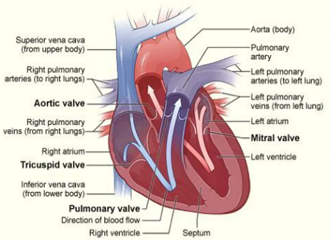 Gambar 6. Siklus Jantung 