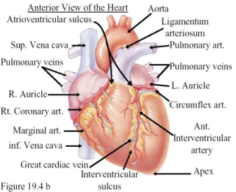 Gambar 1. Anatomi jantung  