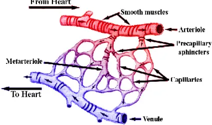 Gambar 3. Struktur arteri dan vena 