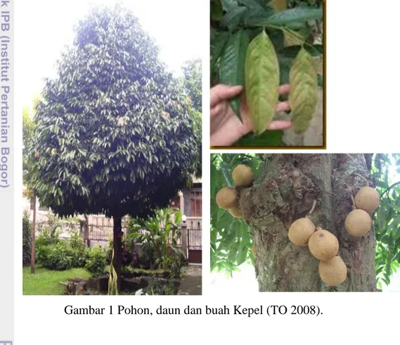 Gambar 1 Pohon, daun dan buah Kepel (TO 2008). 