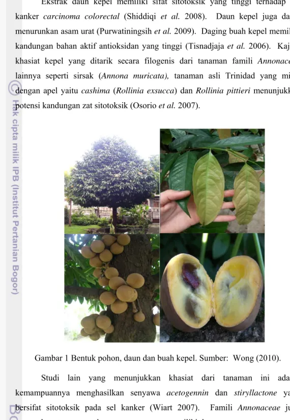 Gambar 1 Bentuk pohon, daun dan buah kepel. Sumber:  Wong (2010). 