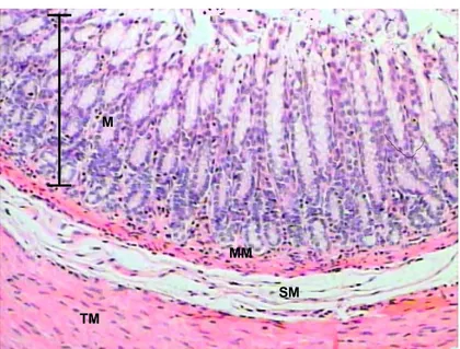 Gambar 2  Histologi lambung tikus bagian pilorus. M= mukosa; MM= muskularis  mukosa; SM= submukosa; TM= tunika muskularis
