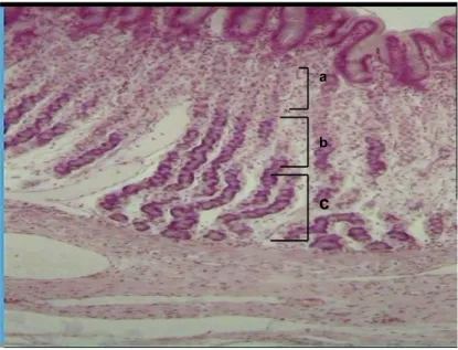 Gambar 3  Histologi kelenjar lambung bagian fundus yang terdiri atas isthmus (a),  leher (b) dan basal (c)