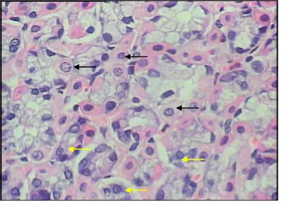 Gambar 5  Histologi sel parietal (tanda panah hitam) dan sel chief (tanda panah  warna kuning)  lambung bagian fundus