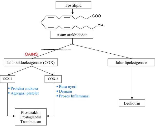 Gambar 7  Bagan mekanisme penghambatan mediator peradangan oleh obat anti-          inflamasi non steroid (OAINS)