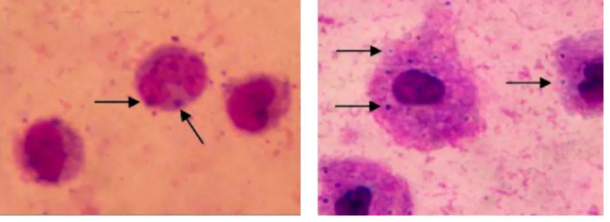 Gambar  1 a .  Makrofag  peritoneum  mencit  kontrol  dengan  pewarnaan  Giemsa  pembesaran  1000x  (tanda  panah  menunjukkan 