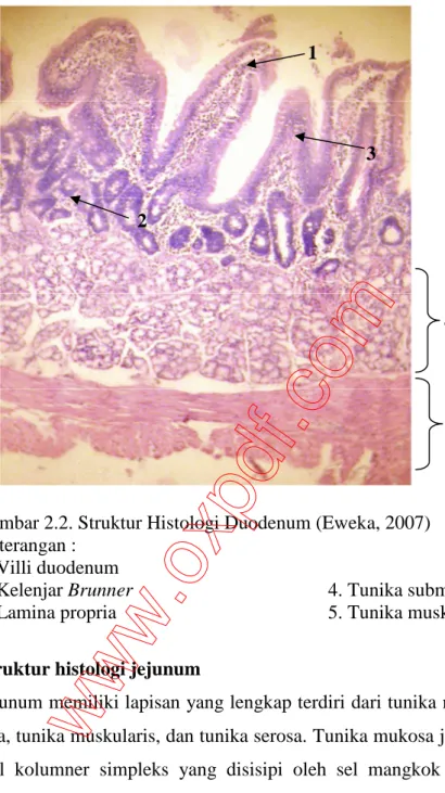 Gambar 2.2. Struktur Histologi Duodenum (Eweka, 2007)  Keterangan :  1. Villi duodenum  2