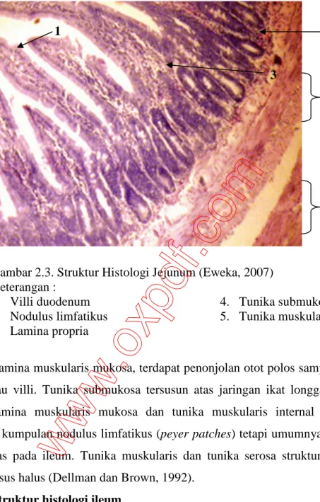 Gambar 2.3. Struktur Histologi Jejunum (Eweka, 2007)  Keterangan :  1.  Villi duodenum  2