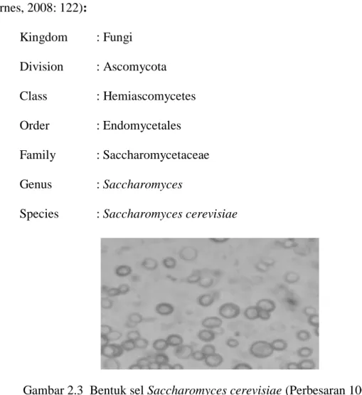 Gambar 2.3  Bentuk sel Saccharomyces cerevisiae (Perbesaran 1000x)  (Sumber: Dokumentasi pribadi) 