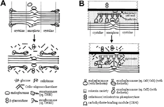 Gambar 2.5 Skema hidrolisis selulosa menjadi glukosa (Lynd et al., 2002) Sumber: http://jajo66.files.wordpress.com/2008/10/degradasi-lignoselulosa.pdf 