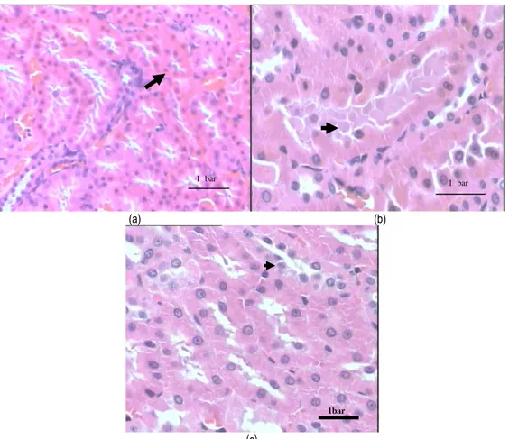 Gambar 6 Gambaran mikroskopis ginjal tikus dengan pewarnaan HE yang  mengalami (a) nekrosa pada sel tubulusnya dengan dosis 15 g/kg bb (1  bar =  50 µm),  (b) akumulasi protein pada sel tubulusnya dengan  dosis 15 g/kg  bb (1 bar = 30 µm), dan (c) ginjal y