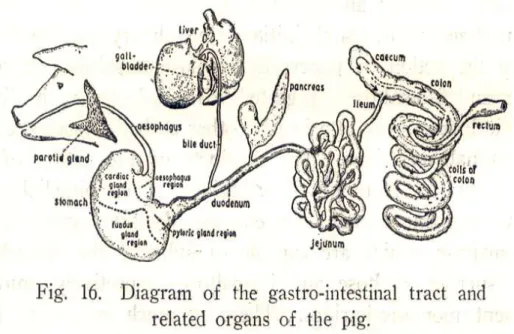 Gambar 3.1.1a.  Diagram saluran pencernaan ternak babi