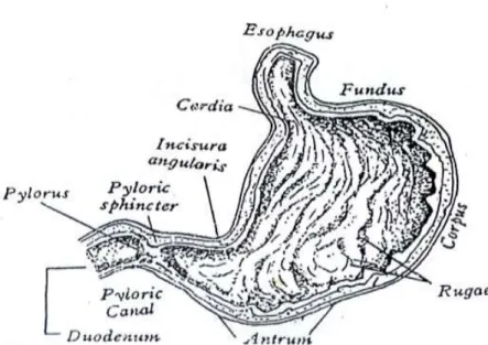Gambar 3.1.1c.  Diagram anatomi lambung (stomach)