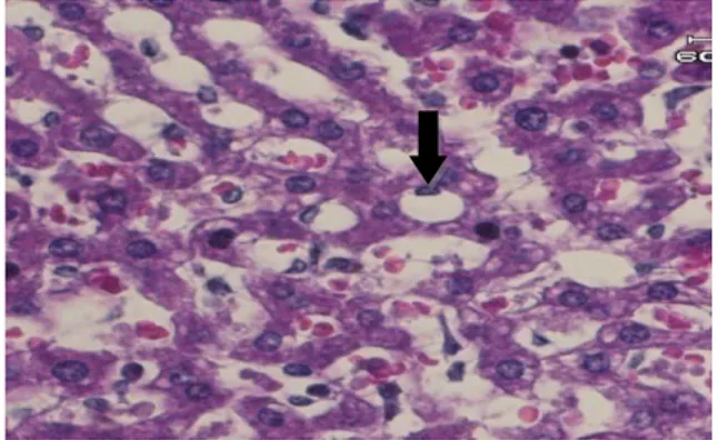 Gambar 1.  Gambaran mikroskopik hati tikus  wistar kontrol negatif. Ket: panah hitam: vena  sentralis; panah kuning: sinusoid; panah merah: 
