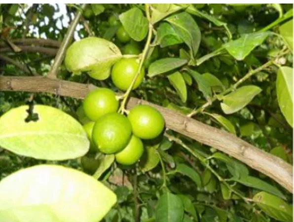 Gambar 1. Jeruk Nipis (Citrus aurantifolia) 