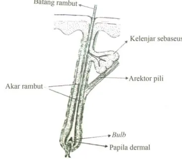 Gambar 1.1   Anatomi rambut (Martini, 2001) 