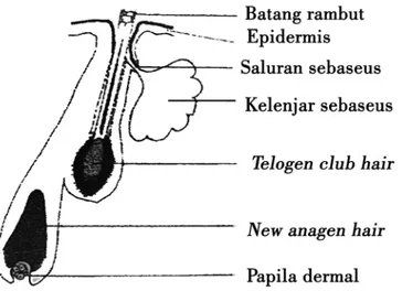 Gambar 1.2   Pertumbuhan Rambut pada Fase Anagen (Rook and Dawber, 1991) 