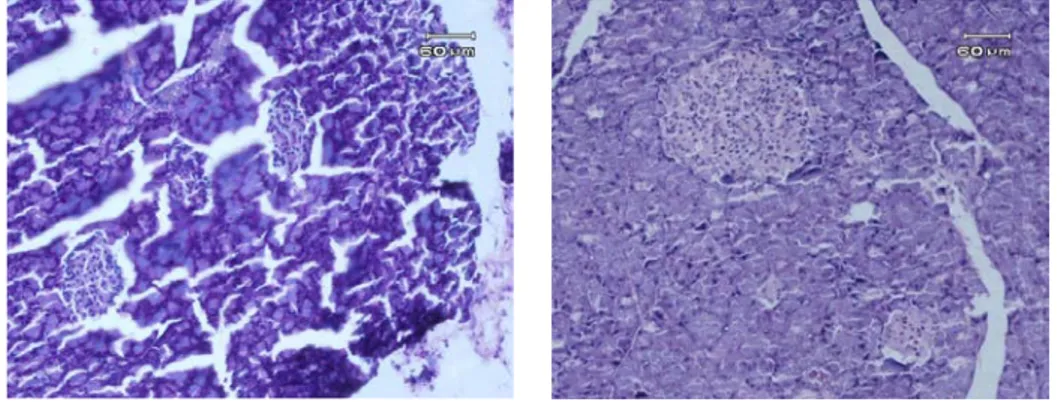 Gambar 1.  Gambaran mikroskopik  pankreas tikus wistar kelompok A  (kontrol negatif). Tampak kelenjar  eksokrin lebih dominan daripada  pulau  Langerhans