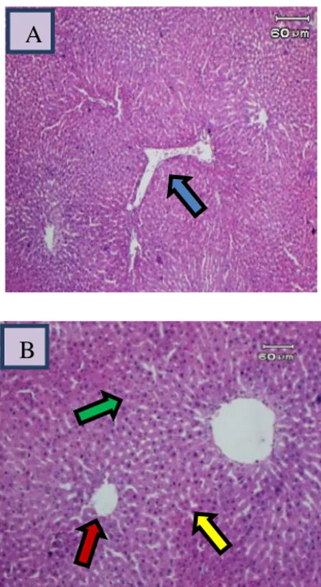 Gambar 1. Gambaran mikroskopik hati tikus  wistar kelompok A  (kontrol negatif). Tampak  gambaran hati normal dengan vena sentralis  (panah merah), hepatosit (panah hijau), sinusoid  (panah kuning) dan segitiga Kiernan (panah biru)