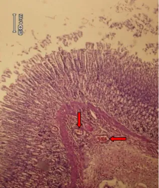 Gambar 2.  Gambaran mikroskopik lambung  tikus wistar  kelompok B, pembesaran 4x10   (panah hijau: lapisan mukosa; panah merah: 