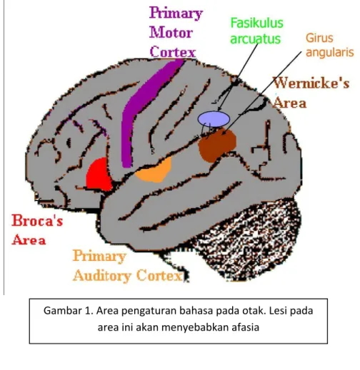 Gambar 1. Area pengaturan bahasa pada otak. Lesi pada  area ini akan menyebabkan afasia 
