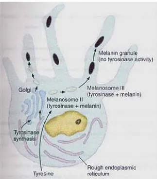 Gambar 7.  Diagram melanosit dan  ilustrasi  gambaran utama melanogenesis. Tirosinase di  sintesis dalam retikulum endoplasma kasar dan  diakumulasikan dalam vesikel kompleks Golgi