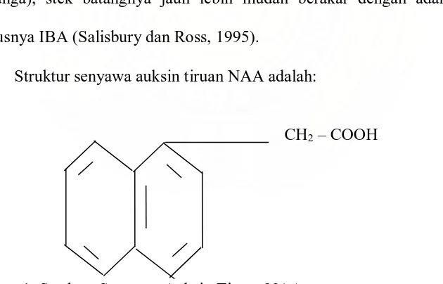 Gambar 1. Struktur Senyawa Auksin Tiruan NAA  
