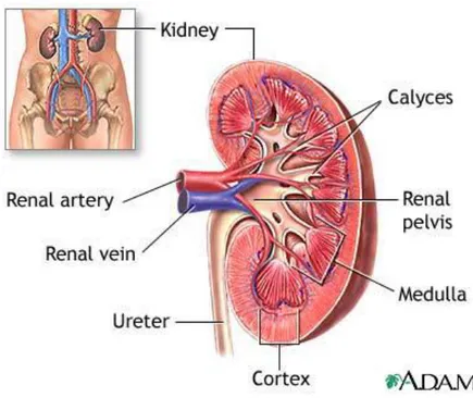 Gambar 3.  Anatomi Ginjal (adamimage.com) 
