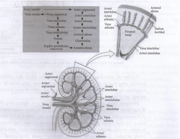 Gambar 2.3 Skematis suplai darah pada ginjal (Simon, 2003 dalam Muttaqin,  2011). 