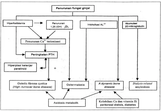 Gambar  2.5    Patogenesis  terjadinya  osteodistrofi  renal  (Suwitra,  2006  dalam Sudoyo, 2006) 