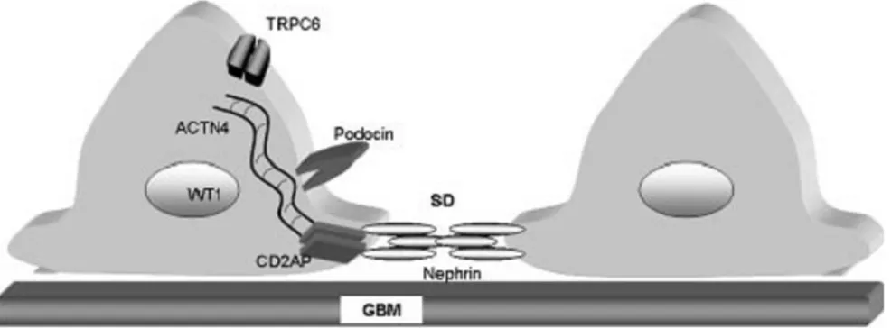 Gambar 3. Komponen podocyte berkaitan dengan SN. SD: slit diaphragm, GBM: glomerular basement membrane.