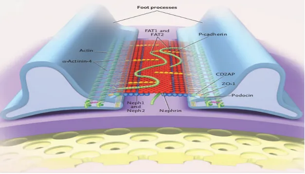 Gambar 2. Komponen Protein komplek Slit Diaphragm yang Membentuk Slit Diaphragm Filter yang berpori-pori