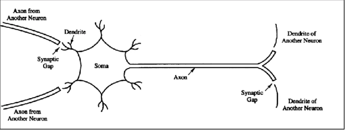 Gambar 2.3. Sel Neuron (Fausset.1994 : 6) 