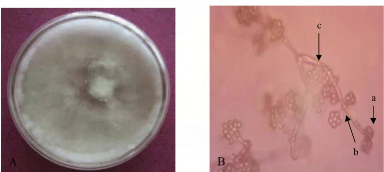 Gambar 6 . Gliocladium sp. Koloni berumur 14 hari (A) Bentuk microskopik (B) konidia (a), fialid(b), Konidiofor (c) 
