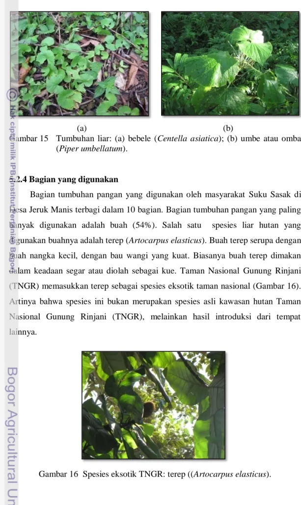 Gambar 15   Tumbuhan  liar:  (a)  bebele  (Centella  asiatica);  (b)  umbe  atau  omba  (Piper umbellatum)