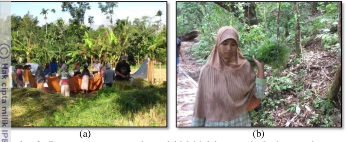 Gambar 3   Perempuan turut membantu laki-laki dalam meningkatkan pendapatan  keluarga: (a) membantu memanen padi; (b) mengambil pakis