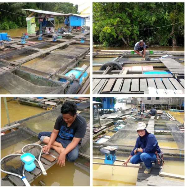 Gambar 4.7 Kegiatan penelitian di Karamba Jaring Apung di Desa Teluk Dalam,  Kecamatan Loa Kulu, Kabupaten Kutai Kartanegara