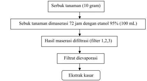 Gambar 1. Diagram alir metode maserasi komponen bioaktif tanaman dengan   pelarut etanol 95%