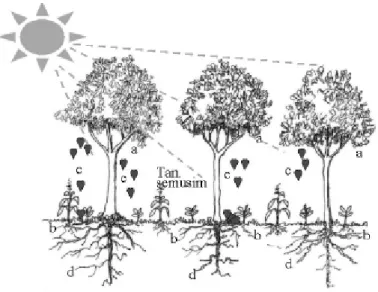 Gambar 1. Interaksi antara tanaman tahunan dengan tanaman semusim pada sistem agroforestri (a = naungan; b = kompetisi akan air dan hara; c = daun gugur (seresah)