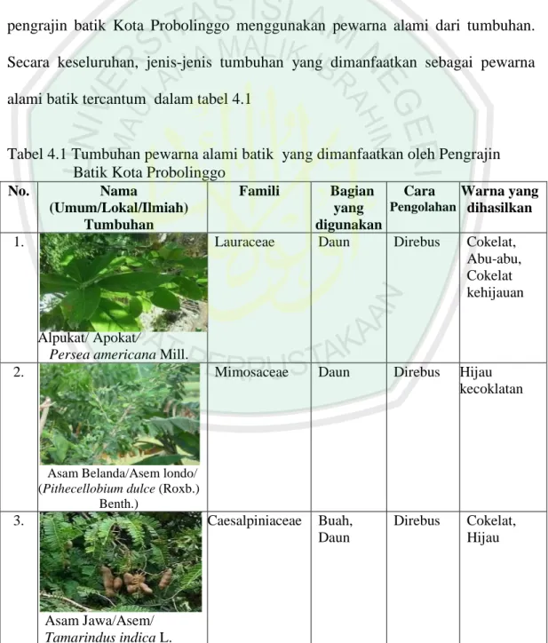 Tabel 4.1 Tumbuhan pewarna alami batik  yang dimanfaatkan oleh Pengrajin  Batik Kota Probolinggo 