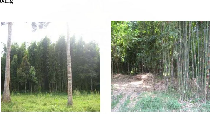 Gambar 2. Keadaan Hutan Rakyat Bambu di Desa Pertumbukan 