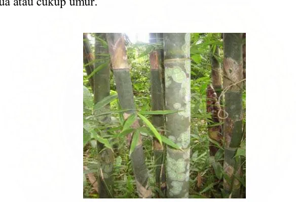 Gambar 3. Bambu yang Telah Siap untuk Dipanen 