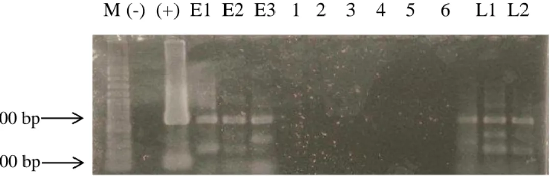 Gambar 2. Deteksi transgen pada embrio dan larva ikan patin siam (Pangasianodon hypophthalmus) meng- meng-gunakan  metode  PCR