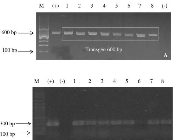 Gambar  4.  Analisis  ekspresi  transgen  pada  larva  ikan  patin  siam  dengan  menggunakan  metode  RT-PCR