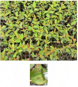 Gambar 2. Daun Bibit Tanaman E. Grandis x E. Urophylla yang Terkena  Penyakit Bercak Daun  