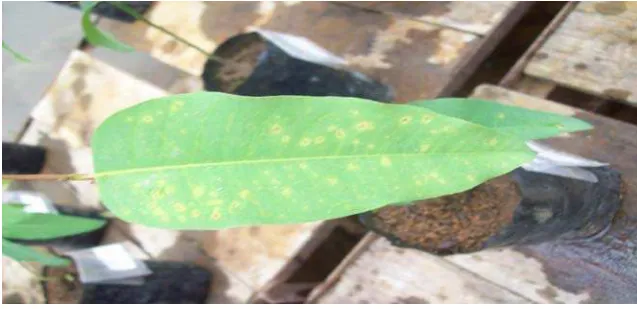 Gambar  4. Ascospora . 