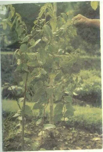 Gambar 37. Gaultheria fragrantissima Auct. non Wall.