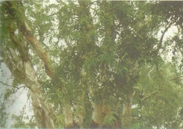 Gambar 116. Eucalyptus alba Reinw.