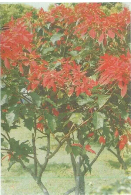 Gambar 123. Euphorbia pulcherrima Willd.