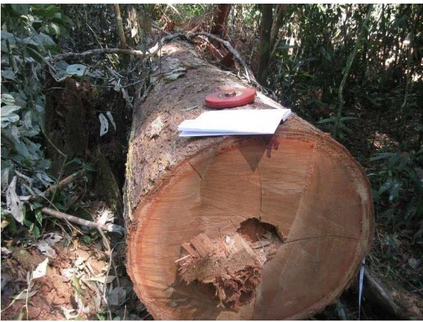 Gambar 1. Limbah pemanenan kayu pada lokasi penebangan. 